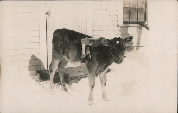 dubarry wide calf