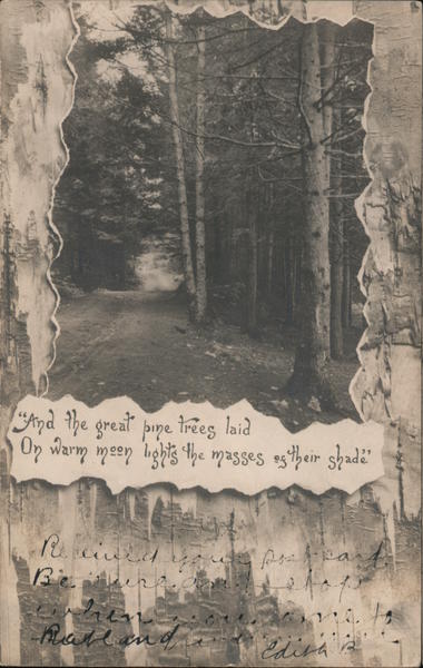 Great Pine Trees Gardner Massachusetts