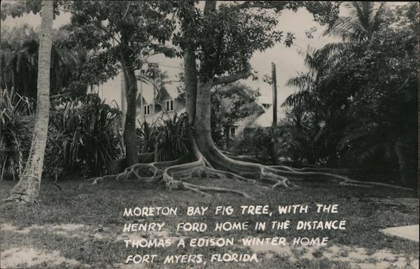 Moreton Bay Fig Tree with the Henry Ford Home in the Distance Thomas A. Edison Winter Home Fort Myers