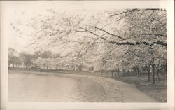 Tidal Basin Cherry Blossoms Washington, DC Washington DC Postcard Postcard Postcard