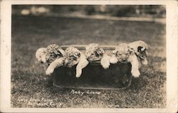 Baby Lions at Gay's Lion Farm Postcard