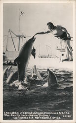 School of Famous Jumping Porpoises at Marine Studios Postcard