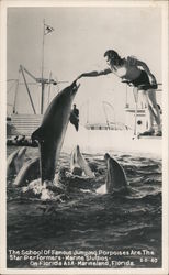 School of Famous Jumping Porpoises at Marine Studios Marineland, FL Postcard Postcard Postcard