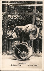 Aladdin Doing Tricks at Gay's Lion Farm Postcard