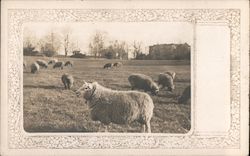 Sheep in a field with building in the background. Postcard