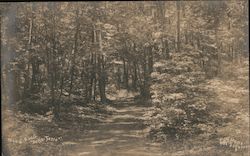 Wood Road, “Belle Terre” Postcard