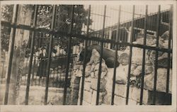 Bear in a Zoo Postcard