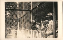 Gibbon Cage at San Diego Zoo Postcard