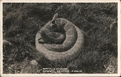 Rattlesnakes Postcard