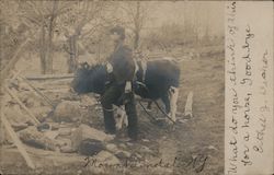 Boy with Cow in a Harness Doing Horse Work Postcard