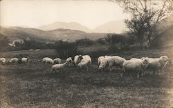 Sheep in a Field Postcard