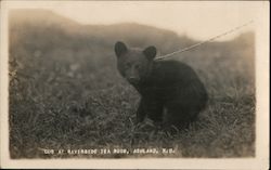 Bear Cub at Riverside Tea Room Postcard