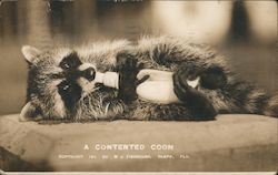 Raccoon Drinking From Bottle Postcard