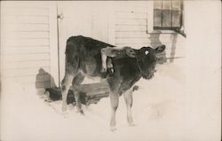 Deformed Calf with Two extra Legs and Hooves Attached to Back Postcard