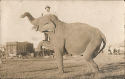 Man Standing on Circus Elephant's Lifted Leg Postcard