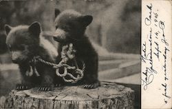 Two Bear Cubs with Rope Leashes Postcard