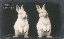 Two White Rabbits Sitting Up Postcard