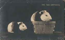 Guinea Pigs in Basket Postcard Postcard Postcard