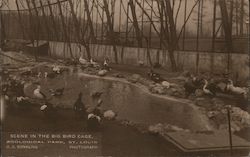 Scene in the Big Bird Cage, Zoological Park Postcard