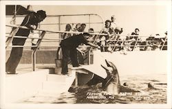 Feeding Time at Marine Studios Marineland, FL Gerecke Photo Postcard Postcard Postcard