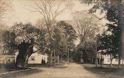 Old Willow and Oldest House Postcard
