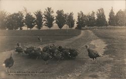 Turkeys at Pecketts on Sugar Hill Postcard