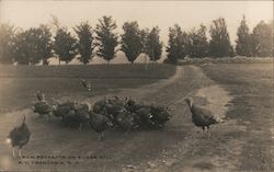 Turkeys at Pecketts on Sugar Hill New Hampshire Postcard Postcard Postcard