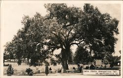 Evangeline Oak Saint Martinville, LA Postcard Postcard Postcard