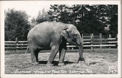Elephant at Woodland Park Zoo Postcard