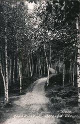 Road Scene Postcard