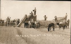 Herding Wheat in the West Postcard