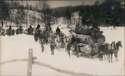 Horse-Drawn Pine Logs in the Adirondacks Logging Postcard Postcard Postcard