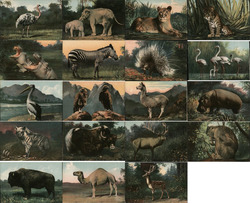 Set of 19 Zoo Animals Series 203 Postcard