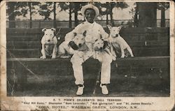 E T Pimms celebrated Bull Terriers Postcard