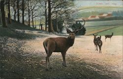 Family of Deer Postcard