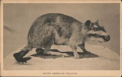 A Rodent - South American Viscacha Postcard