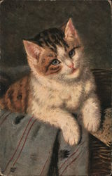 Kitten in Basket Postcard