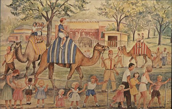 The Camel Rides at Henry Vilas Park Zoo Madison Wisconsin