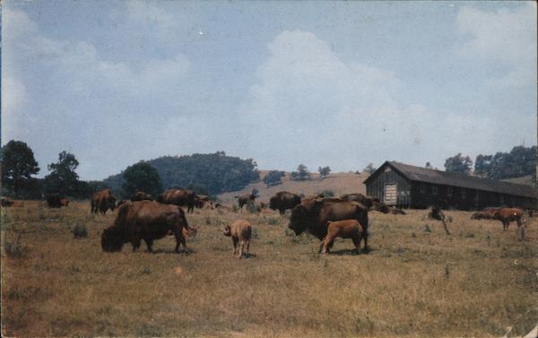 Scene atthe trexler-Lehigh County Game Preserve Schnecksville Pennsylvania