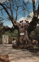 The Bear Tree in the Petrified Forest Postcard