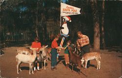 Tommy Bartlett feeding animals at his Deer Ranch Silver Springs, FL Postcard Postcard Postcard