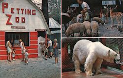 Forest Zoo Postcard