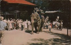 Benson Wild Animal Farm Elephant Ride Postcard