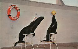 Salty and Oscar the Performing Seals at Aquatarium St. Petersburg, FL Postcard Postcard Postcard