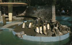 Penguins in Stanley Park Vancouver, BC Canada British Columbia George Weinhaupl Postcard Postcard Postcard