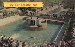 Seals at Houston Zoo Texas Alan Getz Postcard Postcard Postcard