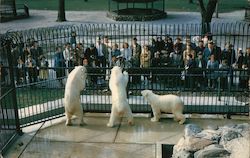 Polar Bear Exhibit at Racine Zoological Park Postcard