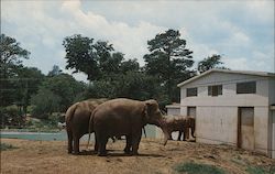 Elephants at the Grant Park Zoo Postcard