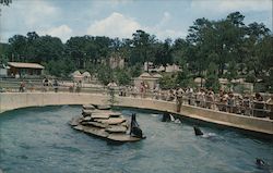 Grant Park Zoo - Sea Lions Postcard