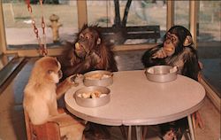 Apes in Baby Animal Nursery, Phoenix Zoo Postcard